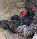 2 hanen Australorp gratis., Dieren en Toebehoren, Pluimvee, Mannelijk, Kip