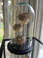 Stolp met 3 Kogelvissen - Decoratie, Ophalen, Zo goed als nieuw