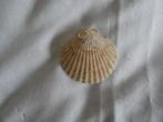 70 Schelpen, Ophalen of Verzenden, Schelp(en)