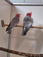 Koppel rosé kaketoe's., Dieren en Toebehoren, Meerdere dieren, Papegaai, Geringd
