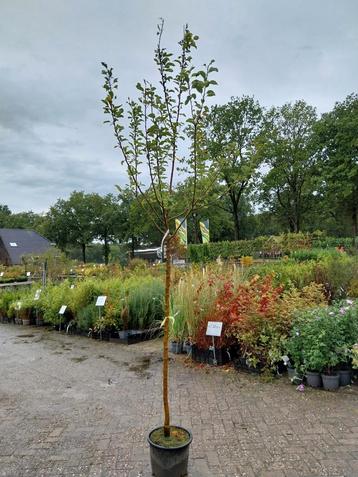 Hoogstam Appelboom Elstar/Goudreinet beschikbaar voor biedingen