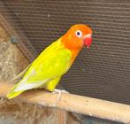 Agapornis fischeri  ( groen opaline pale fallow ), Dieren en Toebehoren, Vogels | Parkieten en Papegaaien, Vrouwelijk, Dwergpapegaai of Agapornis