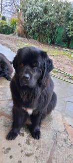 Ik ben Bella (new foundlander), Dieren en Toebehoren, Overige rassen, Teef, Parvo, Eén hond