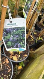 Blauwe regens 3 kleuren supet super kwaliteit nu  of nooit, Ophalen, Vaste plant, Halfschaduw, Klimplanten
