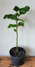 Hibiscus., Ophalen, Zomer, Overige soorten, Halfschaduw