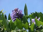 Blauwe Regen of Wisteria, Tuin en Terras, Planten | Tuinplanten, Vaste plant, Klimplanten, Lente, Ophalen
