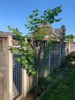 Jonge Lindeboom: Hollandse Linde (Tilia x europaea), Overige soorten, 250 tot 400 cm, Zomer, Ophalen