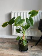 Alocasia (olifantsoor), Huis en Inrichting, Kamerplanten, Ophalen of Verzenden, Halfschaduw, Minder dan 100 cm