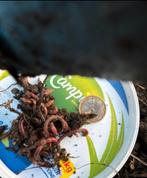 Mestpieren/Wormen voor vissen of composthoop, Tuin en Terras, Aarde en Mest, Ophalen, Compost