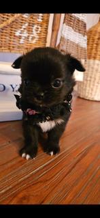 Chihuahua reutje, Dieren en Toebehoren, Honden | Chihuahua's en Gezelschapshonden, België, Particulier, Rabiës (hondsdolheid)