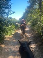 Verzorg / bijrijdpaard of pony gezocht, Contacten en Berichten, Sport en Hobby oproepen