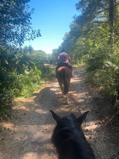 Verzorg / bijrijdpaard of pony gezocht, Contacten en Berichten, Sport en Hobby oproepen