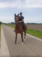 Superbrave, eerlijke stermerrie te koop, Dieren en Toebehoren, Paarden, Merrie, Met stamboom, Dressuurpaard, L
