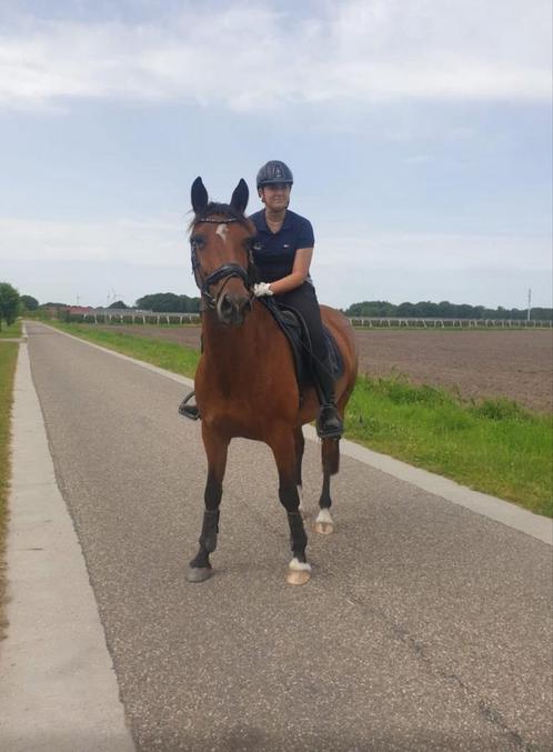 Superbrave, eerlijke stermerrie te koop, Dieren en Toebehoren, Paarden, Merrie, L, 165 tot 170 cm, 7 tot 10 jaar, Dressuurpaard