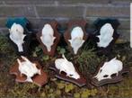 7 Ree bok schedels op schild voor maar €40,- geweien hert, Ophalen of Verzenden, Zo goed als nieuw