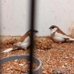 Diverse jap meeuwtjes,24/25, uit voliere., Geslacht onbekend, Tropenvogel