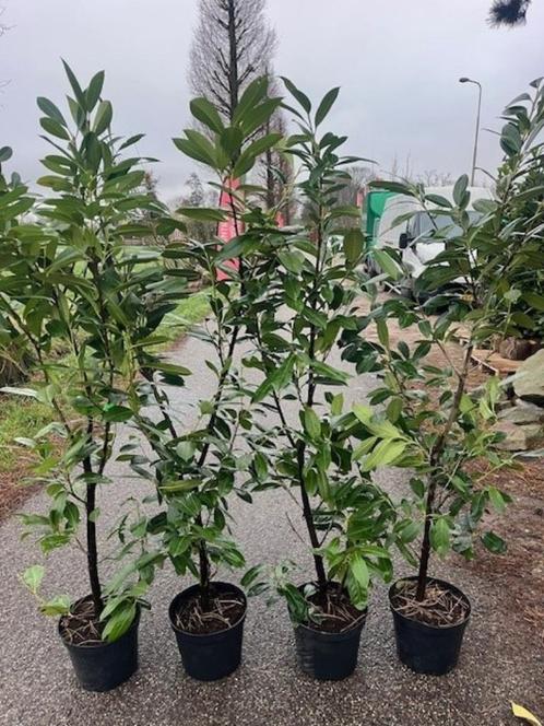 Laurier, Prunus Haagplanten 170-180 cm NU € 17,95, Tuin en Terras, Planten | Struiken en Hagen, Haag, Laurier, 100 tot 250 cm