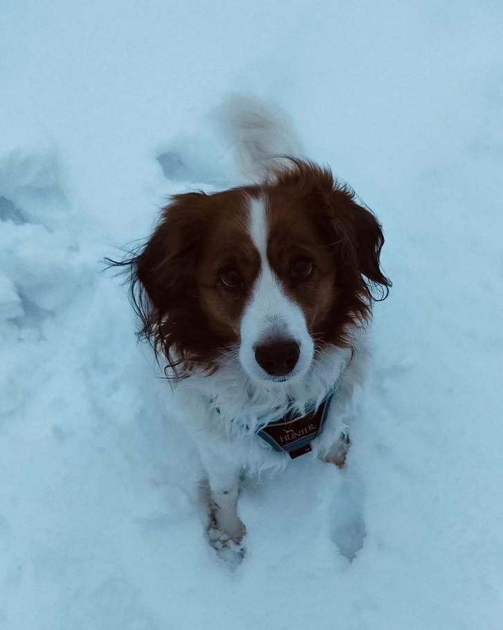 Herplaatsing van ons lieve hondje Suuske, Dieren en Toebehoren, Dierenvoeding, Ophalen