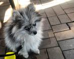 Pomeriaan Puppy Reu Merle, Particulier, Rabiës (hondsdolheid), 8 tot 15 weken, Buitenland