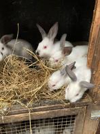 Te koop californian konijnen, Dieren en Toebehoren, Meerdere dieren
