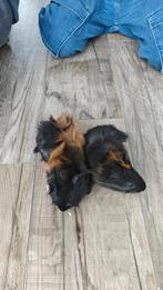 Jonge cavia's, Dieren en Toebehoren, Knaagdieren, Cavia, Mannelijk, Tam, Oktober