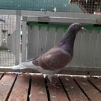 Enkele duiven., Dieren en Toebehoren, Vogels | Duiven, Mannelijk, Postduif