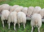 Schapen te koop, Dieren en Toebehoren, Meerdere dieren, Schaap