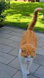 Gratis: lieve kat die een fijn, nieuw thuis zoekt., Dieren en Toebehoren, Katten en Kittens | Overige Katten, Kater, Kortharig