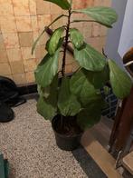 Ficus Lyrata Tabaksplant hoogte ca 110 cm, breedte ca 55 cm, Ophalen, Ficus, 100 tot 150 cm, Halfschaduw