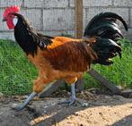Jonge vorwerkhaan, Dieren en Toebehoren, Pluimvee, Meerdere dieren, Eend