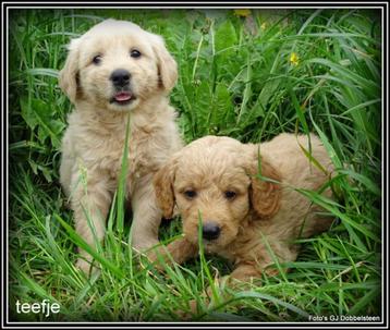 Goldendoodle pups medium beschikbaar voor biedingen