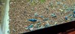 Caridina blauwe Taitibee's, Dieren en Toebehoren, Kreeft, Krab of Garnaal, Zoetwatervis, Schoolvis