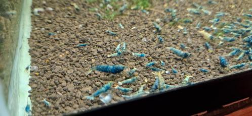Caridina blauwe Taitibee's, Dieren en Toebehoren, Vissen | Aquariumvissen, Zoetwatervis, Kreeft, Krab of Garnaal, Schoolvis