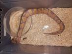 1.0 banana (yellowbelly) poss het clown, Dieren en Toebehoren, Slang, Tam, 0 tot 2 jaar