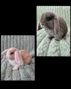 Jong koppeltje NHD konijntjes., Meerdere dieren, Dwerg, Hangoor, 0 tot 2 jaar