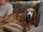 Lieve honden(schatjes) gezocht om op te passen, Diensten en Vakmensen, Particuliere oppas