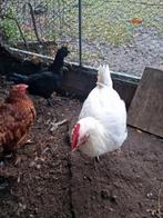 Te koop Marans haan en Ayam Cemani haan, Dieren en Toebehoren, Pluimvee, Mannelijk, Kip