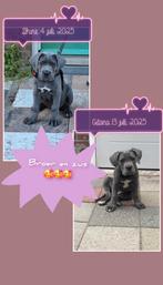 Gezocht!!! broers en zussen van Shine en Gitana, 15 weken tot 1 jaar, Overige rassen, Meerdere, Meerdere dieren