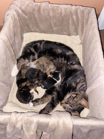 Mooie kittens lapjes gestreept  beschikbaar voor biedingen