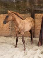 Kleinschalige opfok/stal aan huis!, Dieren en Toebehoren, Stalling en Weidegang, Opfok, 2 of 3 paarden of pony's