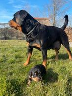 Mooie raszuivere Rottweilerpups, 8 tot 15 weken, Parvo, Meerdere, Meerdere dieren