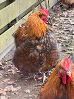 Orpington haan te koop!, Dieren en Toebehoren, Pluimvee, Mannelijk, Kip