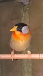 Zilveroornachtegaal, Mannelijk, Wildzangvogel, Geringd