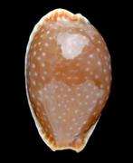 Schelpen: Cypraea semiplota 11,5mm (Gem) Hawaii, Ophalen of Verzenden, Schelp(en)