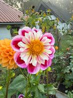 Dahlia Bumble Rumble /zaden, Tuin en Terras, Ophalen of Verzenden, Voorjaar, Volle zon, Zaad