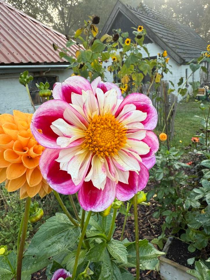 Dahlia Bumble Rumble /zaden, Tuin en Terras, Bloembollen en Zaden, Zaad, Voorjaar, Volle zon, Ophalen of Verzenden
