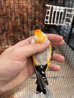 bonte majoor putter man, Mannelijk, Wildzangvogel, Geringd