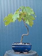 Bonsai boompjes, Ophalen, Zomer