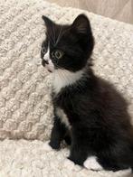 Perzische x brits korthaar kitten nog 1 beschikbaar, Dieren en Toebehoren, Katten en Kittens | Raskatten | Langhaar, Ontwormd