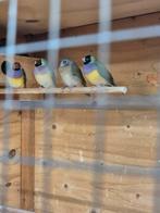 Gouldamadine poppen, Vrouwelijk